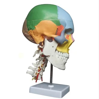 Цветен и функционален черепа, шийни прешлени с нервите, анатомични дидактически модели в реален размер